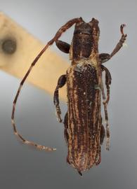  Cacostola fuscata , female holotype specimen; © E.H. Nearns