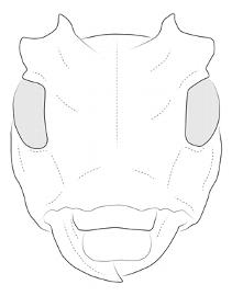  Cacostola lineata , male;  © E.H. Nearns