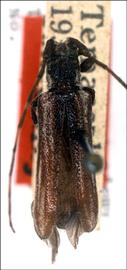  Cacostola mexicana , female holotype specimen, G.L. Tavakilian