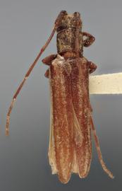  Cacostola sirena , female holotype specimen; © E.H. Nearns