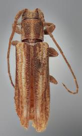  Cacostola zanoa , female holotype specimen; © E.H. Nearns