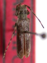  Cacostola obliquata , paratype specimen; © E.H. Nearns