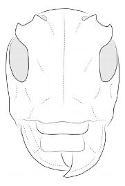  Carenesycha carenata , female; © E.H. Nearns