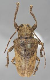  Tulcus fulvofasciata , female holotype specimen; © E.H. Nearns