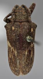  Tulcus hebes , female holotype specimen; © E.H. Nearns