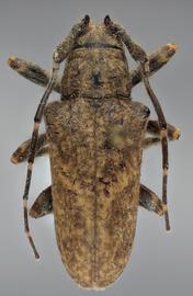  Tulcus obliquefasciata , female holotype specimen; © E.H. Nearns