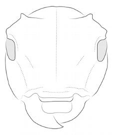  Cherentes niveilateris , male; © E.H. Nearns