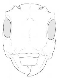  Chitron mniszechii , male; © E.H. Nearns