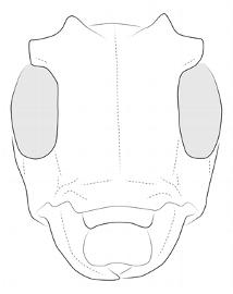  Cicatrodea monima , female;  © E.H. Nearns 