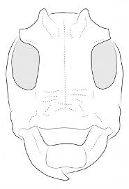  Hypsioma fasciata  (=  Cipriscola fasciata ), male; © E.H. Nearns