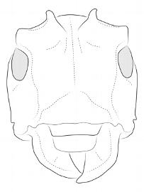  Clavidesmus heterocerus , male;  © E.H. Nearns 