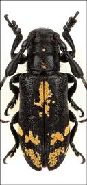  Clavidesmus metallicus,  male specimen; © P. Buirette