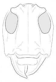  Cnemosioma innominata , female; © E.H. Nearns