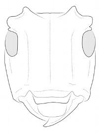  Cordites armillata , female; © E.H. Nearns