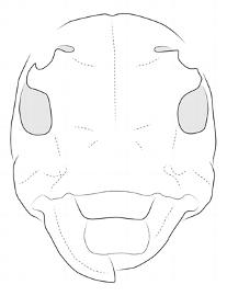  Cydros melzeri , male; © E.H. Nearns