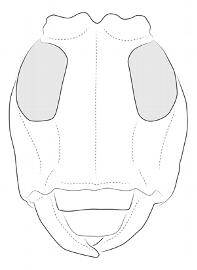  Cylicasta liturata , male; © E.H. Nearns