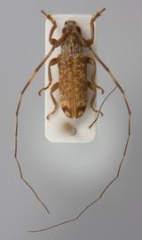  Cylicasta mariahelenae , male holotype specimen; © E.H. Nearns