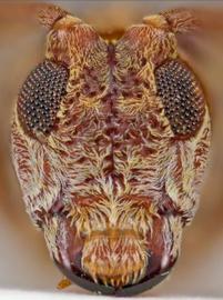  Cylicasta mariahelenae , male holotype specimen; © E.H. Nearns