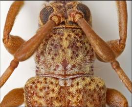  Cylicasta mariahelenae , male holotype specimen; © E.H. Nearns