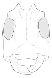  Delilah gilvicornis , male; © E.H. Nearns