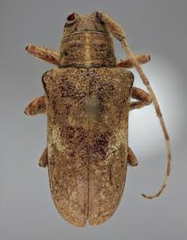  Delilah subfasciata , female holotype specimen; © E.H. Nearns