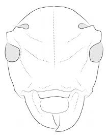  Ecthoea quadricornis , female; © E.H. Nearns