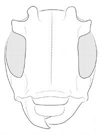  Ephiales cretacea , male; © E.H. Nearns