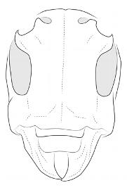  Esonius panopus , male; © E.H. Nearns