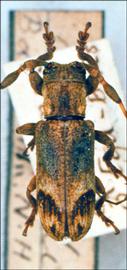  Eudesmus caudalis,  male type specimen; © G.L. Tavakilian