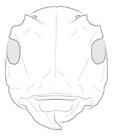  Eudesmus posticalis , female; © E.H. Nearns