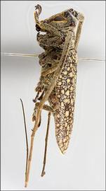  Eupalessa attenuata,  male specimen; © E.H. Nearns