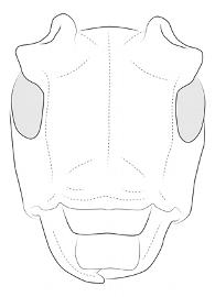  Eupalessa attenuata , male; © E.H. Nearns