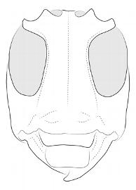  Euthima variegata , female; © E.H. Nearns