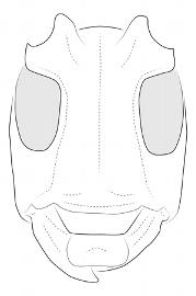  Furona degenera , male; © E.H. Nearns