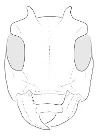  Glypthaga xylina , male; © E.H. Nearns