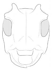  Hesycha bimaculata , male;  © E.H. Nearns 