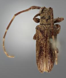  Hesycha crucifera  , male holotype specimen; © E.H. Nearns