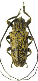  Hesychotypa balia;  male holotype specimen