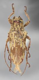  Hesychotypa crocea  , female holotype specimen; © E.H. Nearns