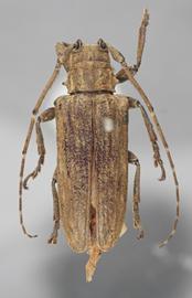  Hesychotypa dola , female holotype specimen; © E.H. Nearns