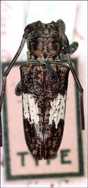  Lachnia subcincta  (=  Hesychotypa fulvoirrorata ), male type specimen; © G.L. Tavakilian