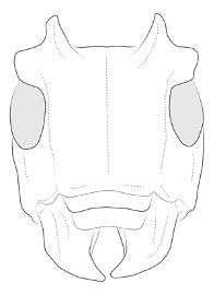  Hesychotypa turbida , male; © E.H. Nearns