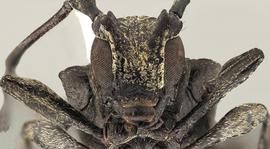  Hesychotypa antonkozlovi , male holotype specimen; © E.H. Nearns