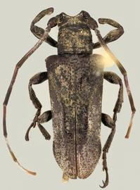  Hesychotypa antonkozlovi , male holotype specimen; © E.H. Nearns