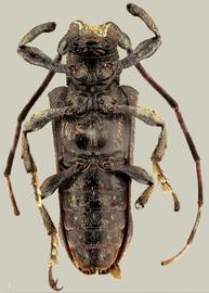  Hesychotypa antonkozlovi , male holotype specimen; © E.H. Nearns