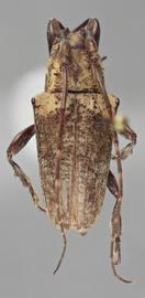  Hypsioma amydon , male holotype specimen; © E.H. Nearns