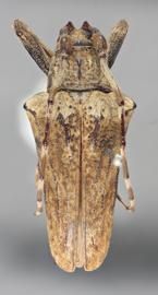  Hypsioma gibbera , male lectotype specimen; © E.H. Nearns