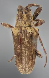  Hypsioma nesiope , male holotype specimen; © E.H. Nearns