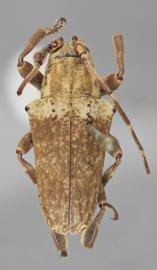  Hypsioma pylades , male holotype specimen; © E.H. Nearns