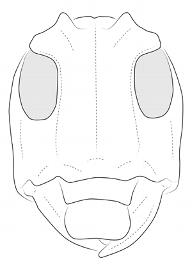  Hypsioma steinbachi , female; © E.H. Nearns